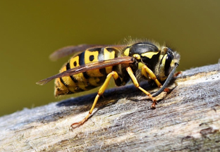 Bees & Wasps Control