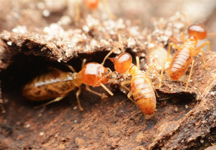 Termites Control