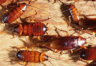 Cockroaches